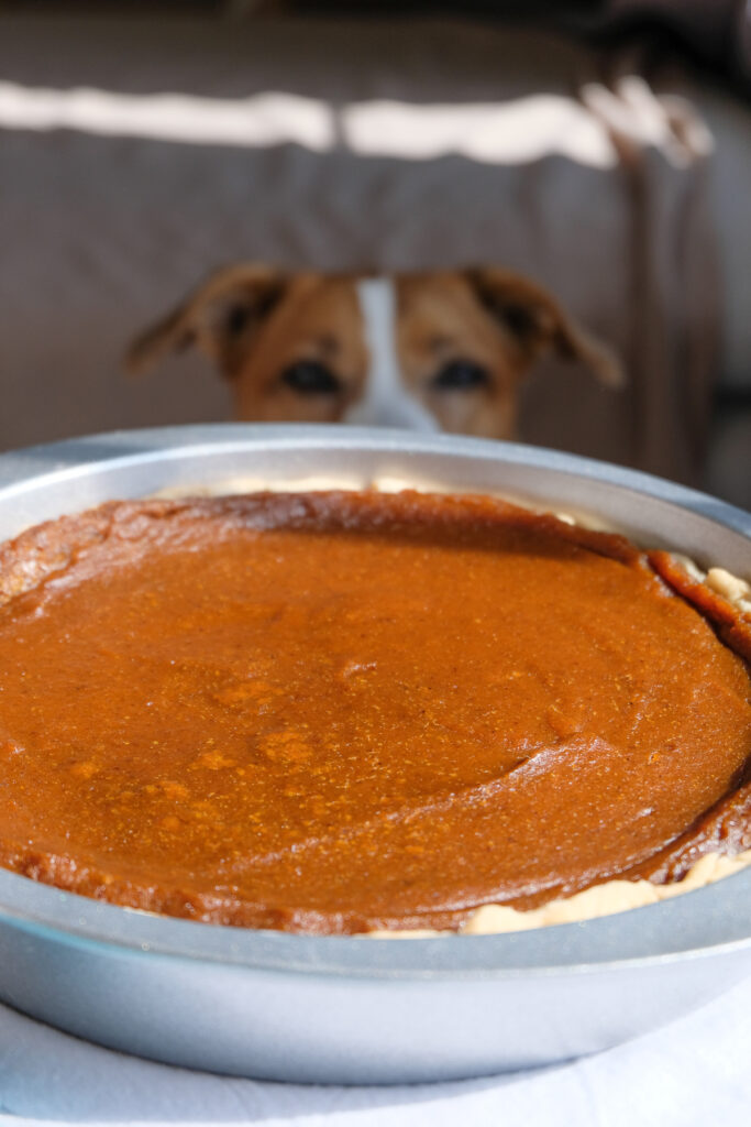 A pumpkin pie cooling off while a dog stares at it in the background.
