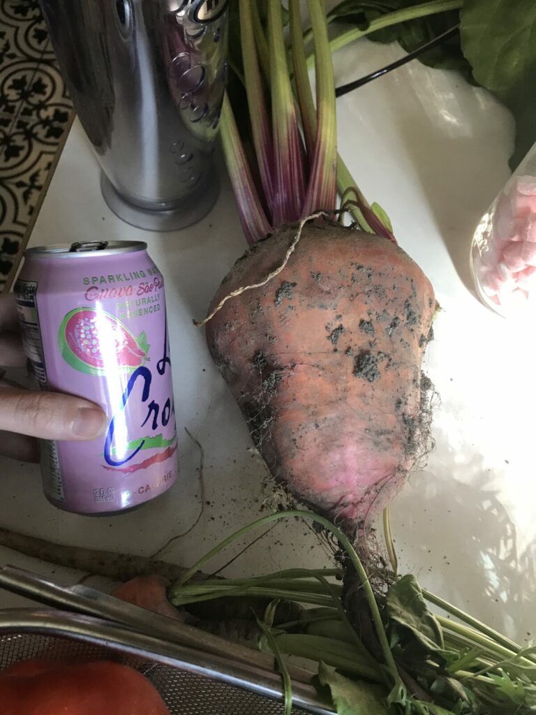 A very large chioggia beet shown with a can of seltzer water for comparison.
