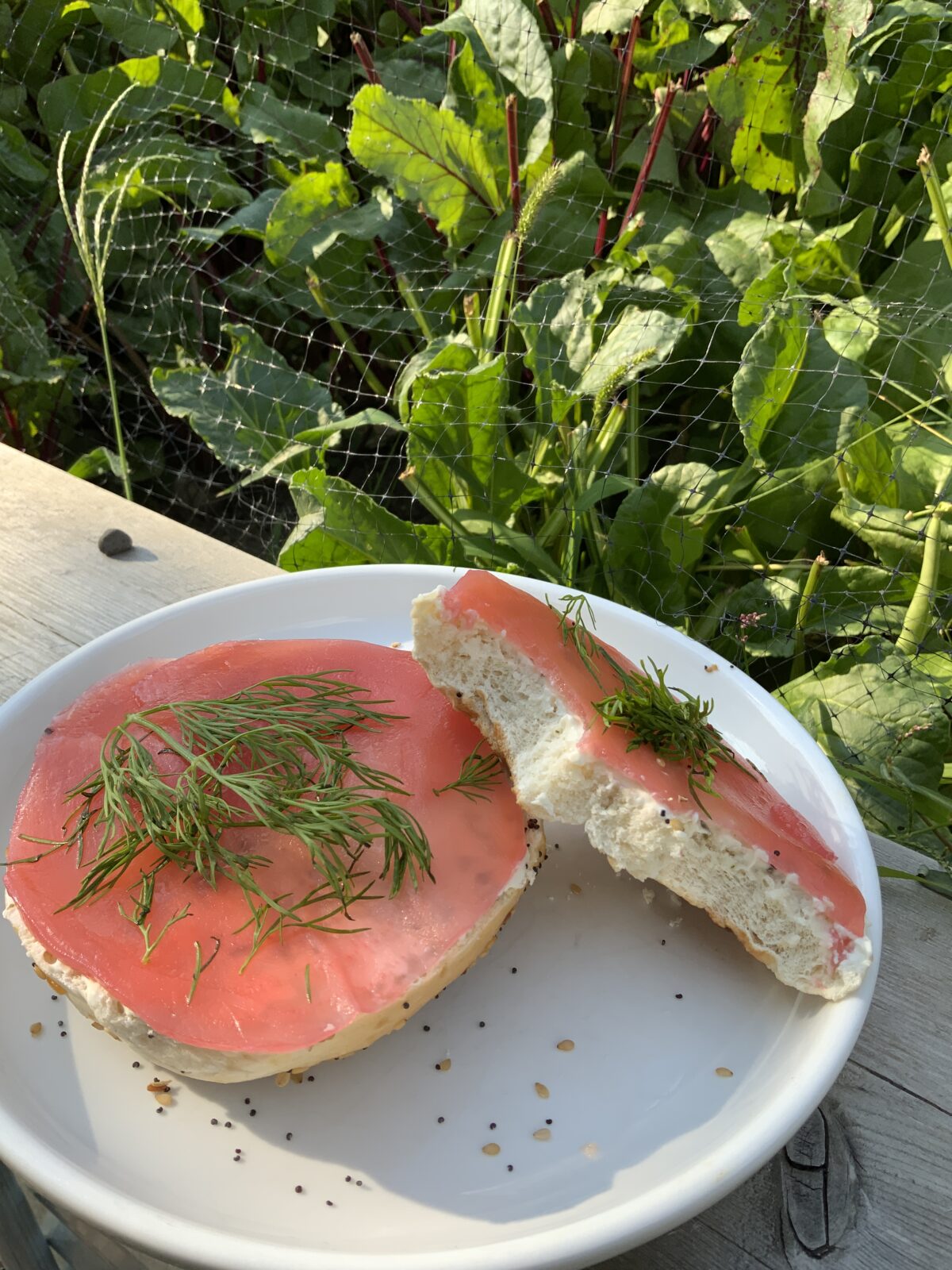 Vegan salmon made from beets on a cream-cheese bagel, garnished with dill, in front of a garden.